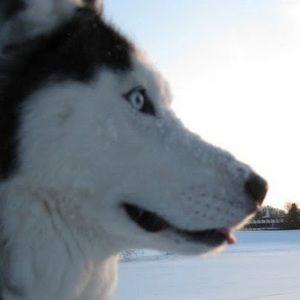 Meet your Posher, Tanie